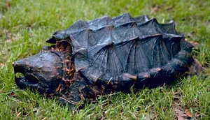 Alligator snapping turtle — ranked #15