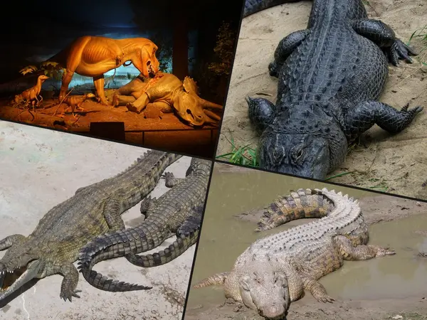 Which animal has the most fearsome bite?