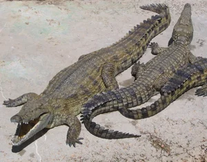 Nile crocodile — ranked #5