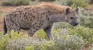 Spotted hyena — ranked #10