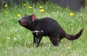 Tasmanian devil — ranked #9