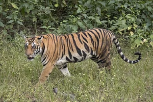 Tiger — ranked #14
