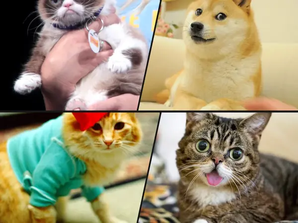 Which animal is the most internet-famous?