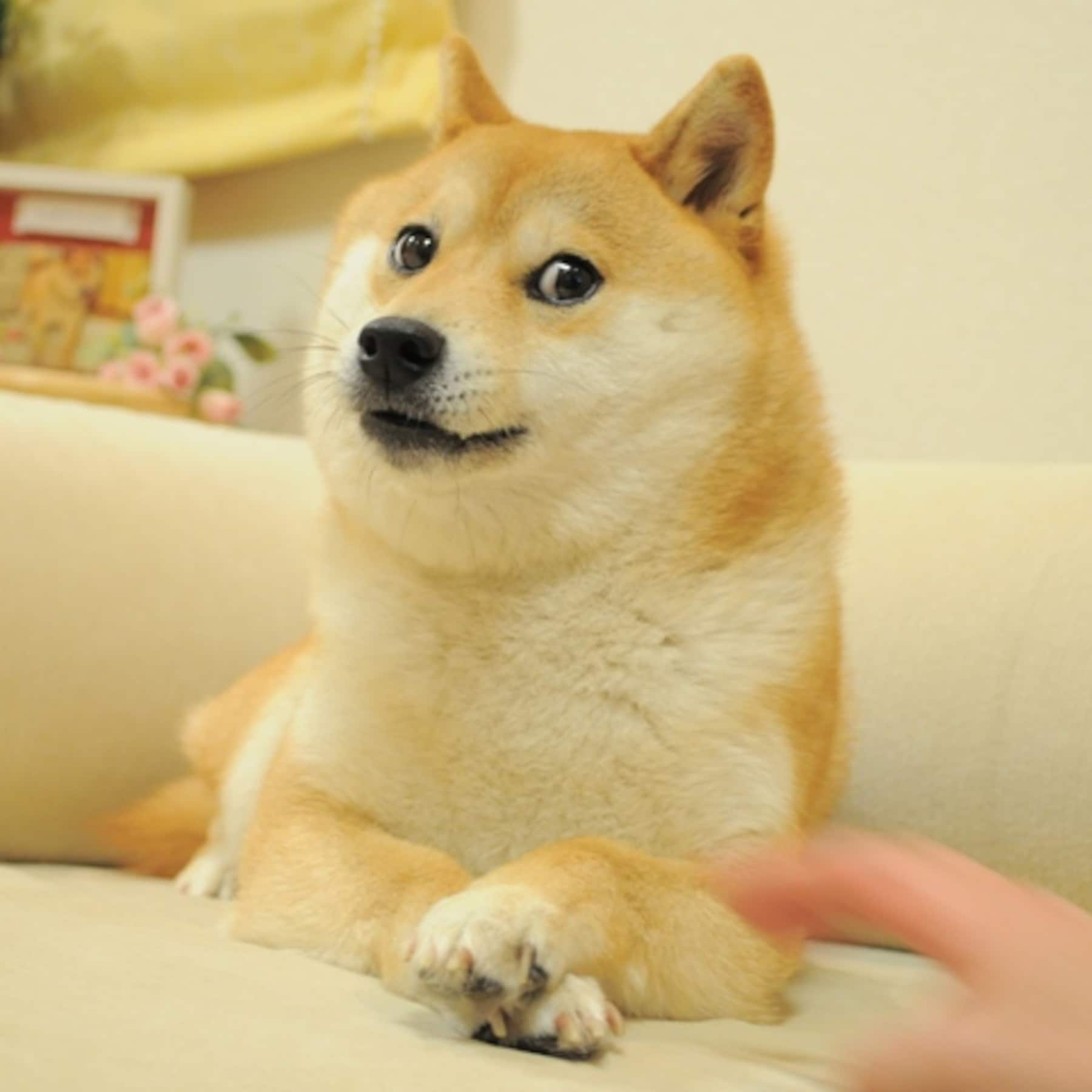 Doge — ranked #2
