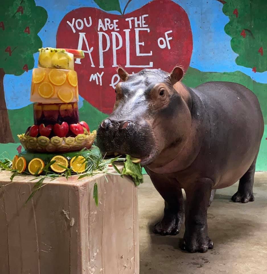 Fiona the Hippo — ranked #8