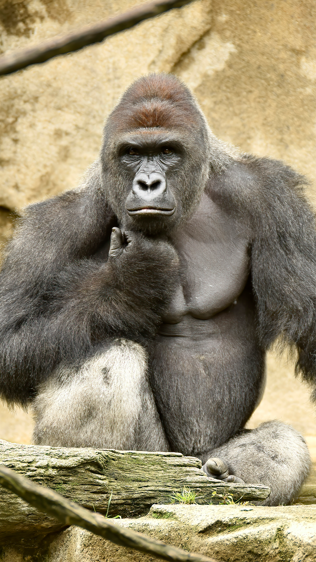 Harambe — ranked #6