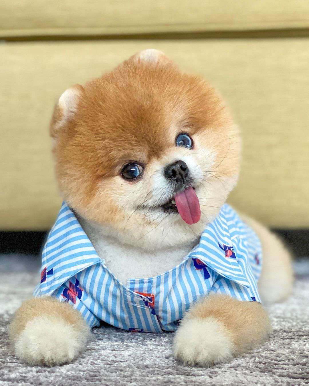Jiff the Pom — ranked #10