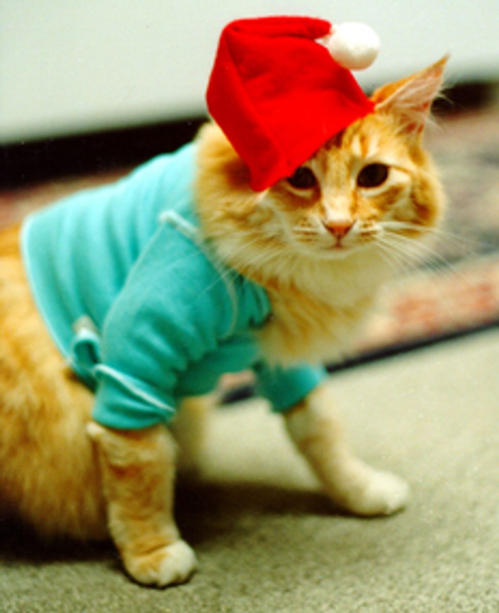 Keyboard Cat — ranked #3