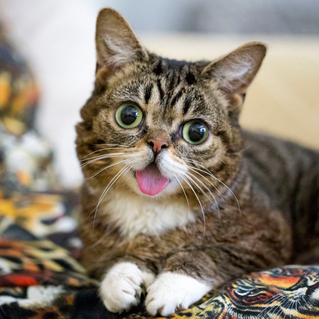 Lil Bub — ranked #4