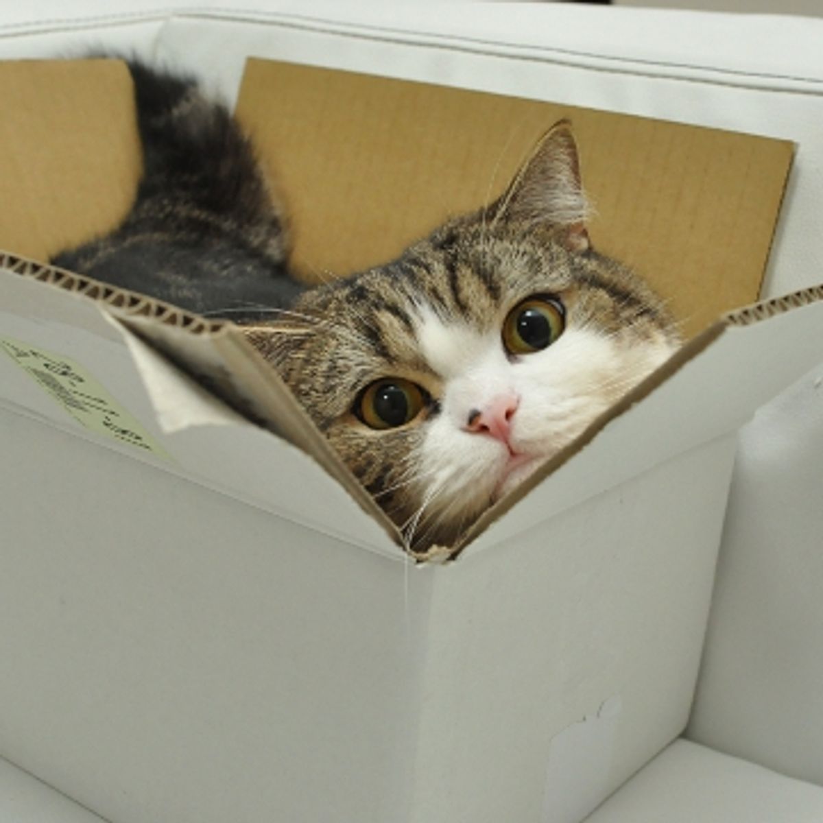 Maru — ranked #5