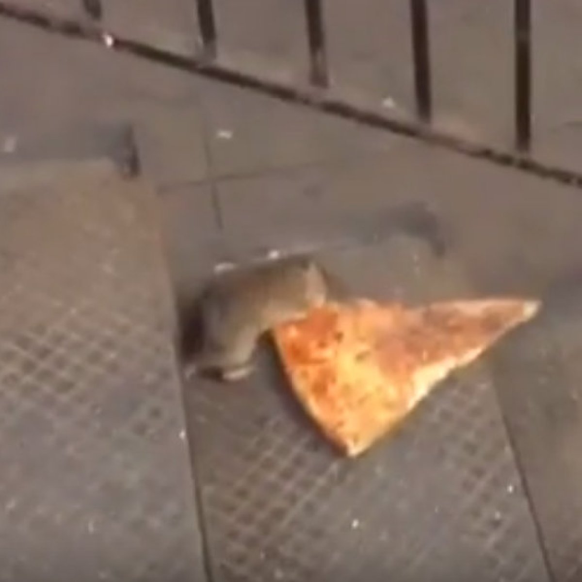 Pizza Rat — ranked #7