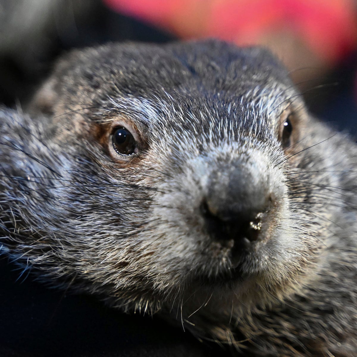 Punxsutawney Phil — ranked #9