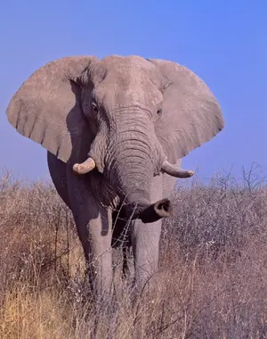 African Elephant — ranked #5