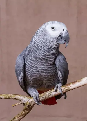 African Grey Parrot — ranked #3