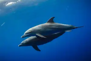 Bottlenose Dolphin — ranked #2