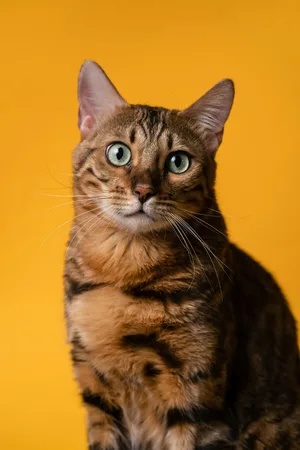 Cat — ranked #10
