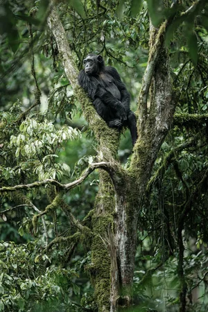 Chimpanzee — ranked #1