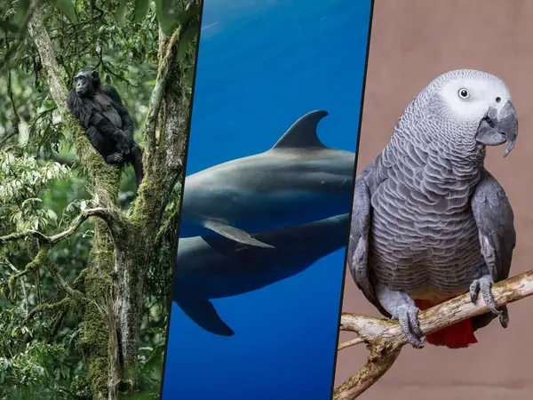 Which animal is the smartest?