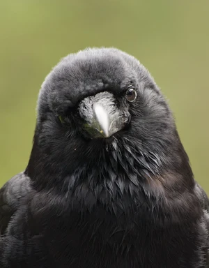 Crow — ranked #6