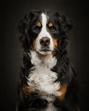 Dog — ranked #9