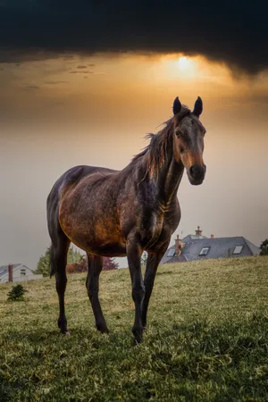 Horse — ranked #13