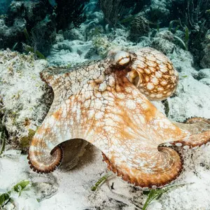 Octopus — ranked #7