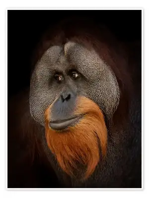 Orangutan — ranked #4