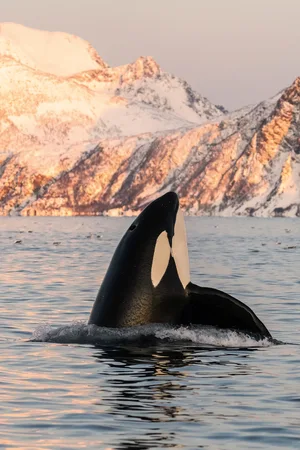 Orca — ranked #11