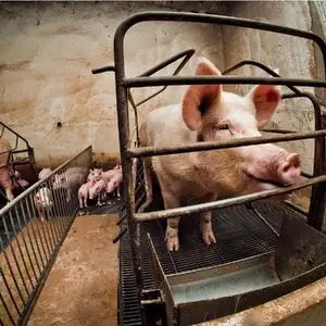 Pig — ranked #8
