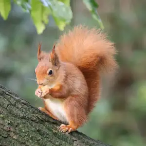 Squirrel — ranked #14