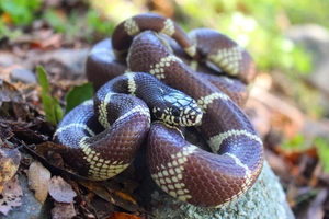 California kingsnake — ranked #15