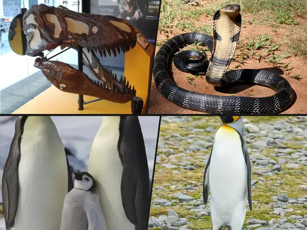 Which animal most deserves its royal name?