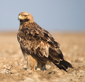 Eastern imperial eagle — ranked #13