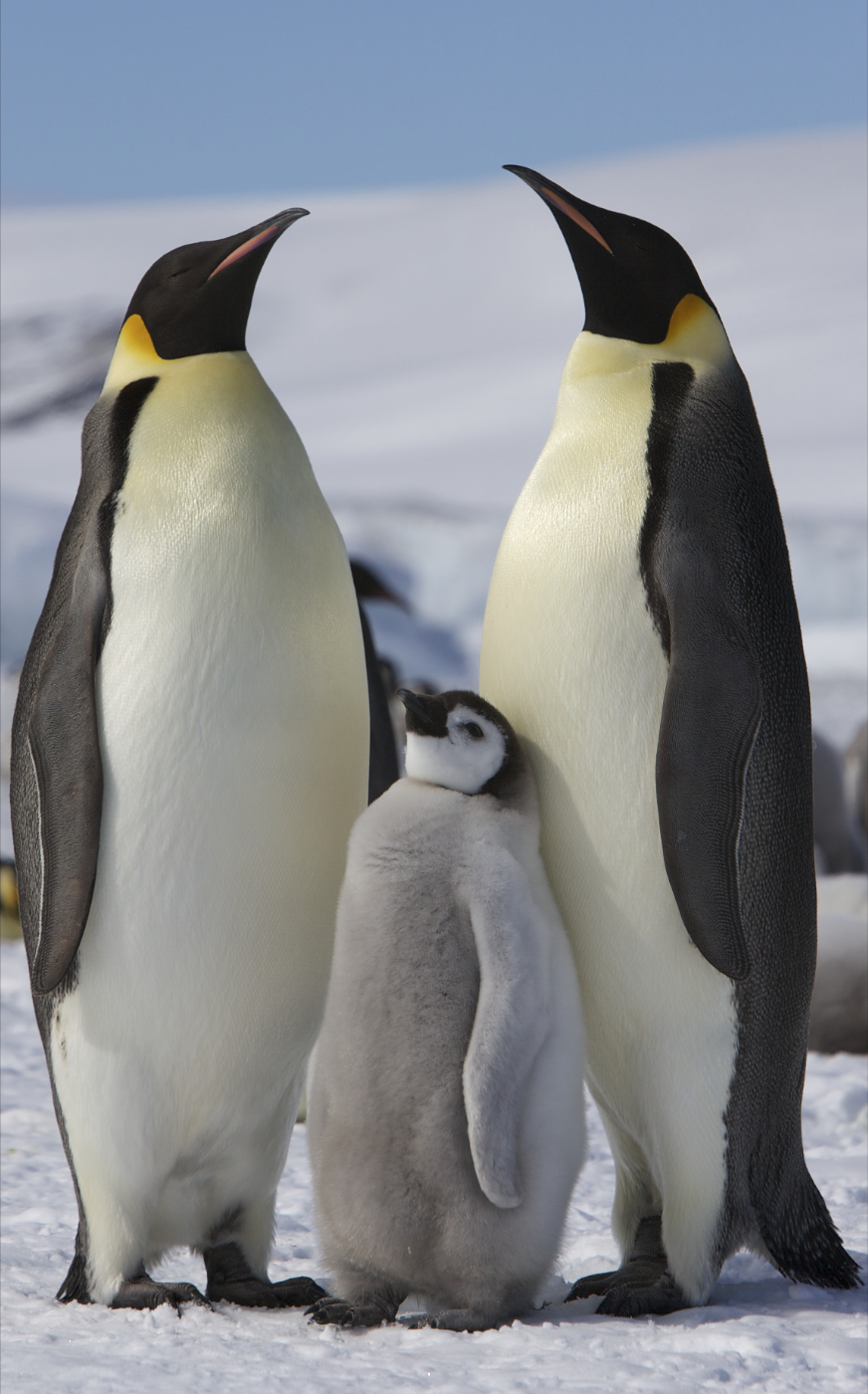 Emperor penguin — Which animal most deserves its royal name?