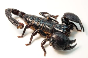 Emperor scorpion — ranked #12