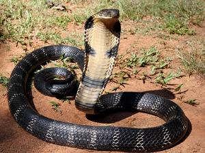 King cobra — ranked #5