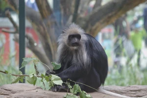 King colobus — ranked #16