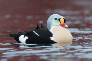King eider — ranked #8