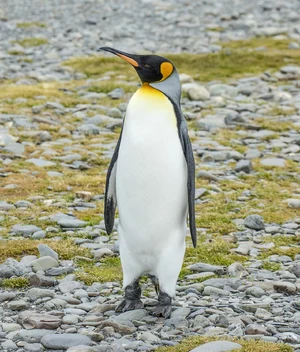 King penguin — ranked #6