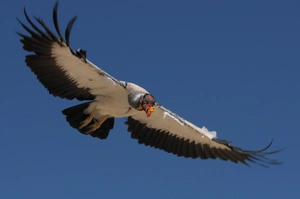 King vulture — ranked #7
