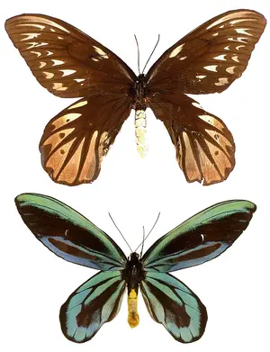 Queen Alexandra's birdwing — ranked #14