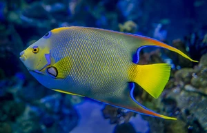 Queen angelfish — ranked #11