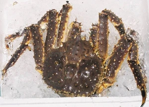 Red king crab — ranked #10