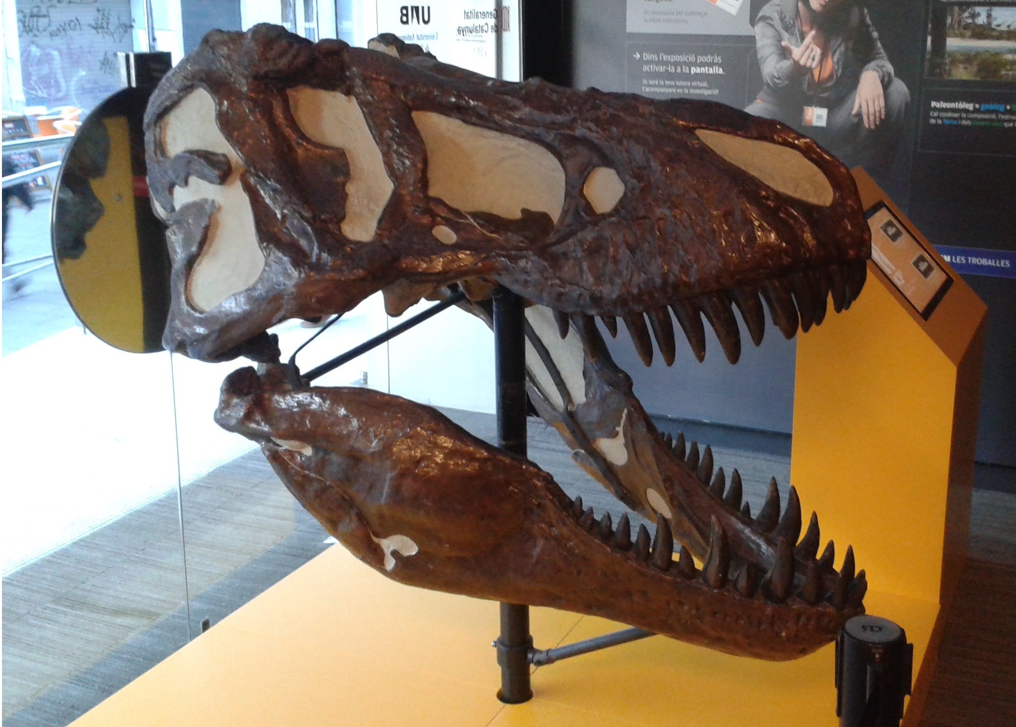 Tyrannosaurus rex — ranked #9
