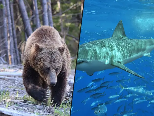 Which apex predator is the most overrated threat to humans?