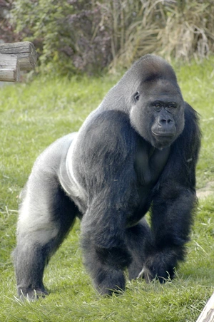 Gorilla — ranked #10