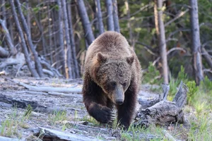 Grizzly Bear — ranked #9