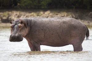 Hippopotamus — ranked #4