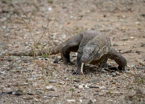 Komodo Dragon — ranked #11