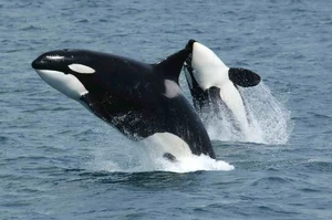Orca — ranked #14